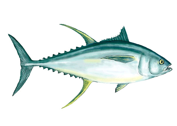 You are currently viewing The Complete Guide to Yellowfin Tuna Fishing in Stuart, Florida