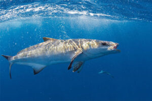 Read more about the article The Ultimate Guide to Cobia Fishing in Florida